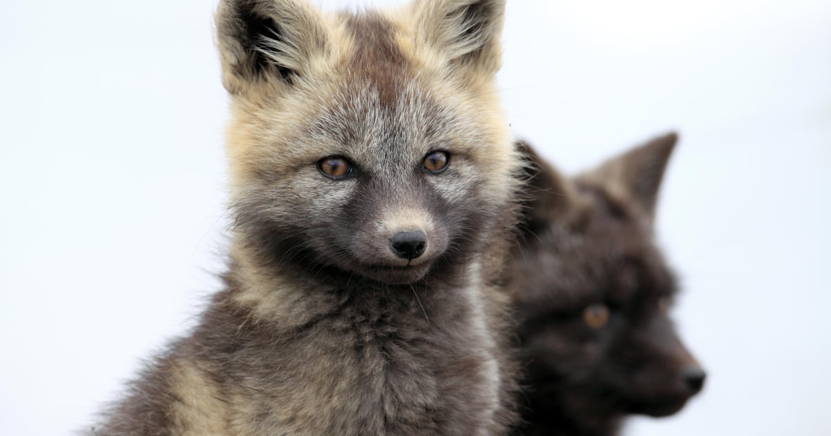 Silver Fox Blends Espionage With Cybercrime